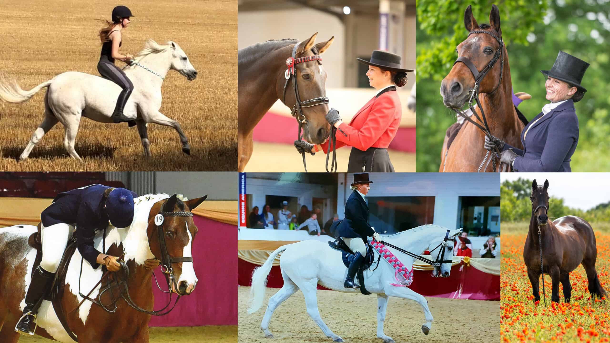 meet-the-six-golden-oldies-who-are-hoping-to-secure-the-veteran-horse